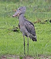 ...ccur, leading to a very diverse selection of wildlife such as the amazing Shoebill (Pete Morris)