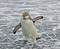 ...nds harbour a rich variety of seabirds such as this Royal Penguin (Pete Morris)