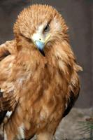 Spanish imperial eagle (Aquila adalberti)