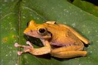 : Boophis brachychir; Short-flapped Treefrog