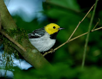 : Dendroica occidentalis; Hermit Warbler