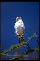 : Polihierax semitorquatus; Pygmy Falcon