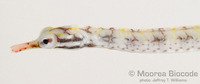 : Corythoichthys flavofasciatus