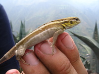 : Stenocercus chrysopygus; Lizard