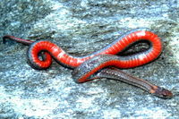 : Storeria occipitomaculata; Red-bellied Snake