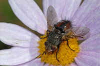 : Peleteria sp.