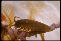 : Idotea wosnesenskii; Isopod