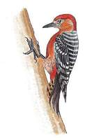 Daum 국어사전 : 붉은배오색딱다구리