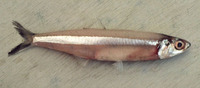 Stolephorus indicus, Indian anchovy: fisheries, bait