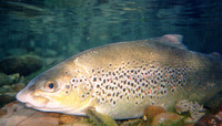 Salmo obtusirostris, Adriatic trout: fisheries, gamefish