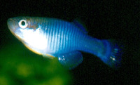 Hypsopanchax platysternus, Zaire lampeye: aquarium