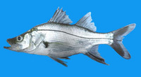 Centropomus armatus, Armed snook: fisheries, gamefish