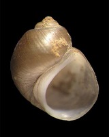 Lithoglyphus naticoides - Gravel snail