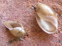 Physa fontinalis - Common Bladder Snail