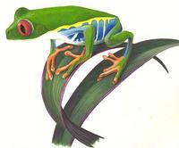 Image of: Agalychnis callidryas (red-eyed treefrog)