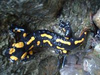 Salamandra salamandra - Fire Salamander