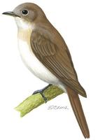 Image of: Rhinomyias brunneatus (brown-chested jungle flycatcher)