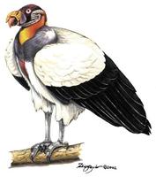 Image of: Sarcoramphus papa (king vulture)
