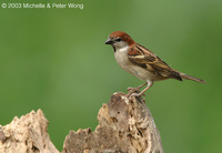 Russet Sparrow - Passer rutilans