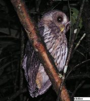 Mottled Owl - Ciccaba virgata