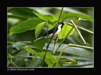 Black-tipped Monarch - Monarcha loricatus