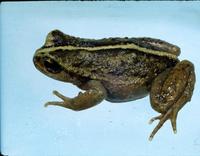 : Alsodes monticola; Island Spiny-chest Frog