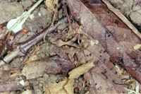 : Proceratophrys boiei