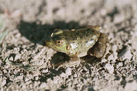 : Rana catesbeiana; Bullfrog