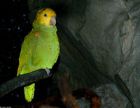 : Amazona ochrocephala; Yellow-crowned Amazon Parrot