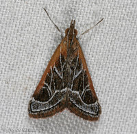 : Pyrausta nexalis; Alfalfa Webworm Moth
