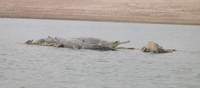 Gharial (Gavialis gangeticus) 2004. december 31. Chambal River