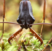 Odontomachus coquereli - Trap-Jaw Ant Madagascar