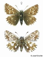 Pyrgus andromedae - Alpine Grizzled Skipper