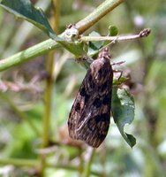 Nomophila noctuella - Rush Veneer
