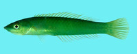 Pseudojuloides argyreogaster, :