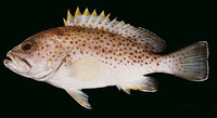 Epinephelus albomarginatus, White-edged grouper: fisheries