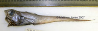 Coelorinchus oliverianus, Hawknose grenadier: fisheries