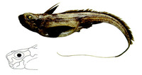 Hydrolagus alberti, :