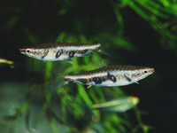 Nannostomus espei, Barred pencilfish: aquarium