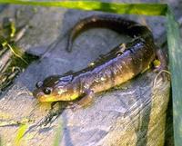 Image of: Aneides lugubris (arboreal salamander)