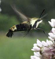 Image of: Hemaris diffinis (snowberry clearwing)