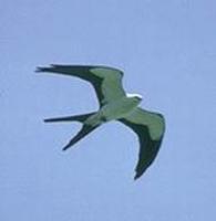 Image of: Elanoides forficatus (swallow-tailed kite)