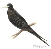 Image of: fregata aquila (Ascension frigatebird)