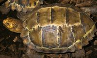 Image of: Manouria impressa (impressed tortoise)