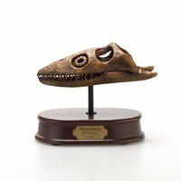 Plesiosaurus Skull - Brown