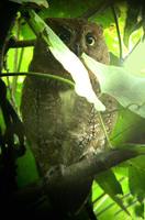 Oriental Scops-Owl - Otus sunia