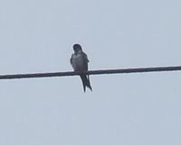 Black-capped Swallow - Notiochelidon pileata
