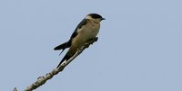 Rufous-chested Swallow - Cecropis semirufa