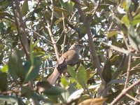 African Reed-Warbler - Acrocephalus baeticatus