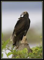 Turkey Vulture 4